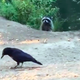 Illustration for article titled Raccoon Vs. Crow Is the iAlien Vs. Predator/i of Trash Animals